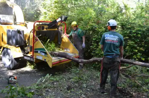 tree services Dobbins